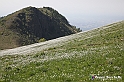 VBS_2528 - Fioritura Narcisi Castelnuovo Nigra 2022 e campi di papaveri rossi